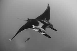 Majestic Manta Ray Underwater Wallpaper