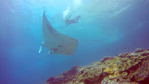 Majestic Manta Ray With Diver Wallpaper