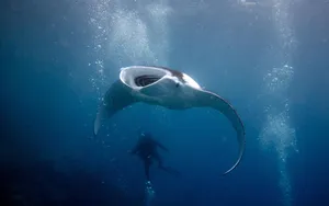 Majestic Manta Ray With Diver Underwater.jpg Wallpaper