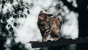 Majestic Manx Cat Lounging Wallpaper