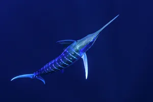 Majestic Marlin Leaping Out Of The Ocean Wallpaper