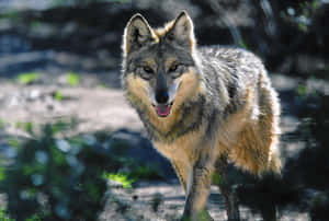 Majestic Mexican Wolf In Its Habitat Wallpaper