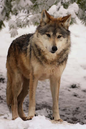 Majestic Mexican Wolf In Its Natural Habitat. Wallpaper