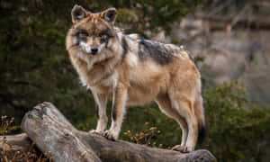 Majestic Mexican Wolf In Its Natural Habitat Wallpaper