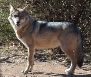 Majestic Mexican Wolf In Its Natural Habitat Wallpaper