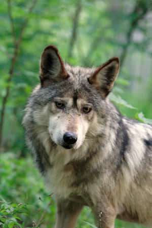 Majestic Mexican Wolf In Its Natural Habitat Wallpaper