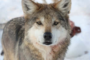 Majestic Mexican Wolf In Its Natural Habitat Wallpaper