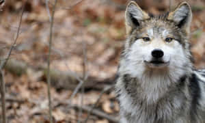 Majestic Mexican Wolf In The Wild Wallpaper