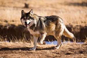 Majestic Mexican Wolf In The Wild Wallpaper