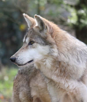 Majestic Mexican Wolf In The Wilderness Wallpaper