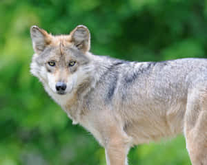 Majestic Mexican Wolf In The Wilderness Wallpaper