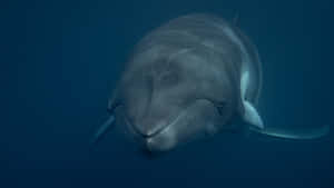 Majestic_ Minke_ Whale_ Underwater Wallpaper