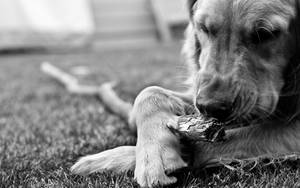 Majestic Monochrome - Intriguing Portrait Of A Dog In Black And White Wallpaper