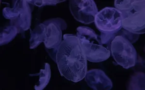 Majestic Moon Jellyfish In The Deep Blue Sea Wallpaper