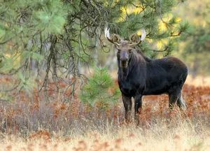 Majestic Moosein Autumn Forest Wallpaper