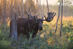 Majestic Moosein Morning Light Wallpaper