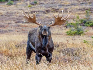 Majestic Moosein Wilderness Wallpaper