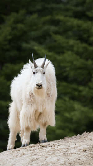 Majestic_ Mountain_ Goat_in_ Habitat.jpg Wallpaper