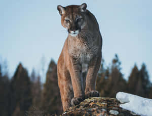 Majestic Mountain Lion Standing Wallpaper