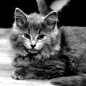 Majestic Nebelung Cat Lounging On The Couch Wallpaper