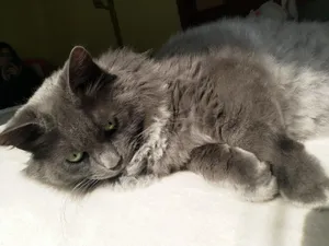 Majestic Nebelung Cat Resting Gracefully Wallpaper