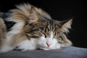 Majestic Norwegian Forest Cat Lounging In A Cozy Environment Wallpaper