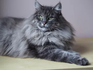 Majestic Norwegian Forest Cat Lounging Outdoors Wallpaper