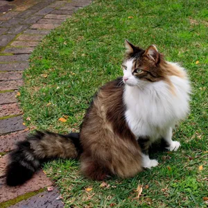 Majestic Norwegian Forest Cat Perched Outdoors Wallpaper