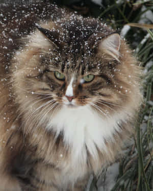 Majestic Norwegian Forest Cat Posing In Natural Scenery Wallpaper