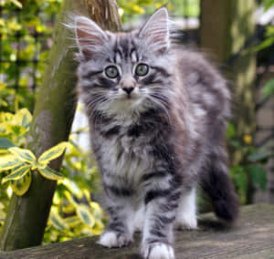 Majestic Norwegian Forest Cat Relaxing Outdoors Wallpaper