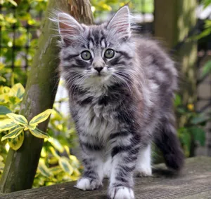 Majestic Norwegian Forest Cat Relaxing Outdoors Wallpaper