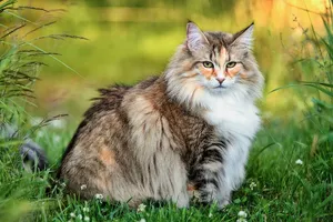 Majestic Norwegian Forest Cat Relaxing Outdoors Wallpaper