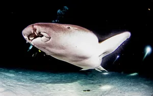 Majestic Nurse Shark Gliding Through Tropical Waters Wallpaper