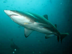 Majestic Nurse Shark Swimming In Blue Ocean Wallpaper