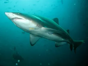 Majestic Nurse Shark Swimming In Blue Ocean Wallpaper