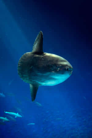 Majestic_ Oceanic_ Sunfish_ Underwater.jpg Wallpaper