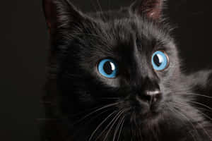 Majestic Ojos Azules Cat In All Its Splendor Wallpaper