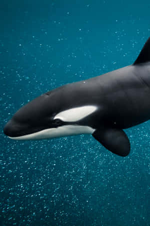 Majestic_ Orca_ Underwater.jpg Wallpaper