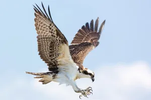 Majestic Osprey In Flight.jpg Wallpaper