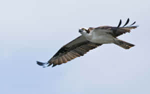 Majestic_ Osprey_ In_ Flight.jpg Wallpaper