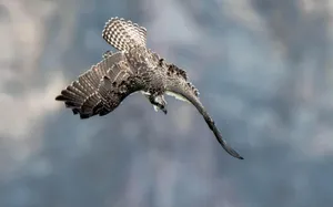 Majestic_ Osprey_ In_ Flight.jpg Wallpaper