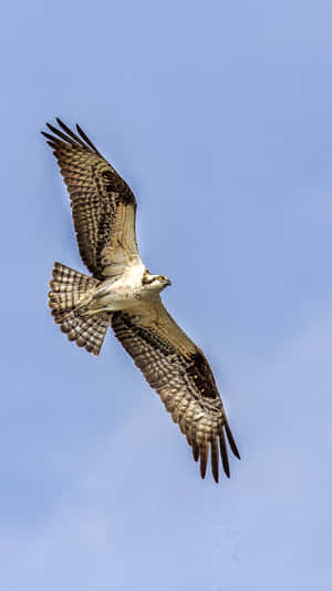 Majestic Osprey In Flight.jpg Wallpaper