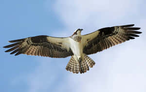 Majestic Osprey In Flight Wallpaper