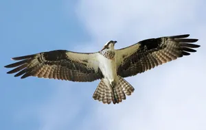 Majestic Osprey In Flight Wallpaper