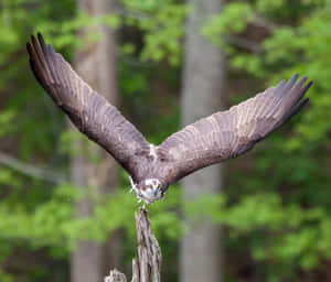 Majestic Osprey In Flight Wallpaper