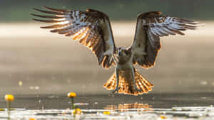 Majestic Osprey In Flight Wallpaper