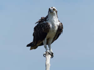 Majestic Osprey Perched Wallpaper