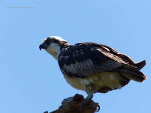 Majestic Osprey Perched Wallpaper