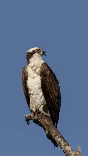 Majestic Osprey Perched Against Blue Sky.jpg Wallpaper