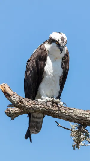 Majestic_ Osprey_ Perched_ Aloft.jpg Wallpaper